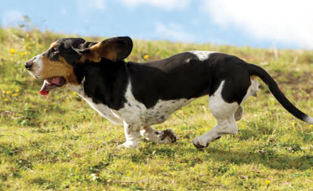 Basset Hound Dog Breed Info