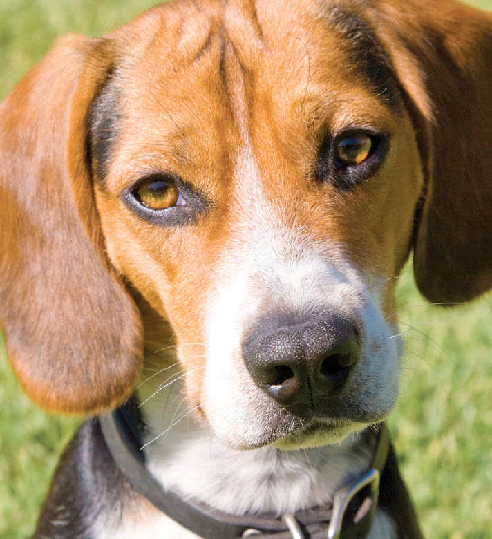 Beagle Dog Breed Information - Dognutrition.com