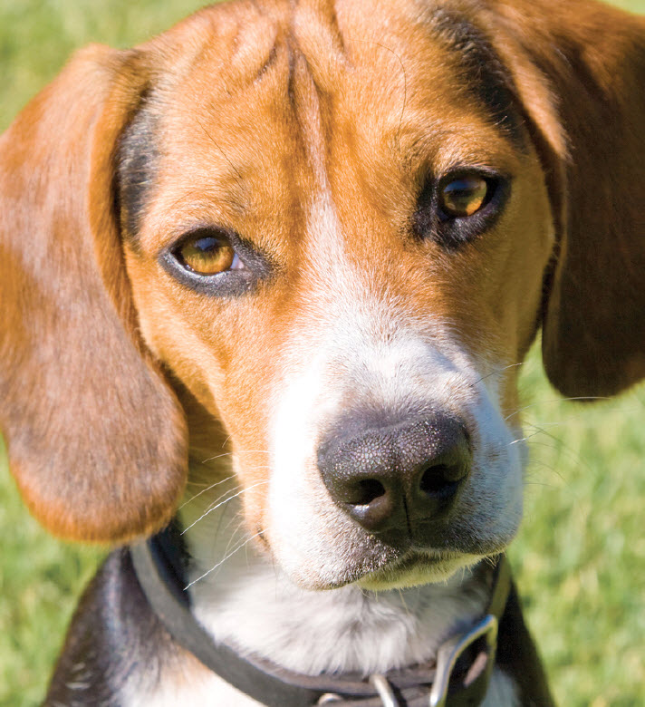 adult female beagles