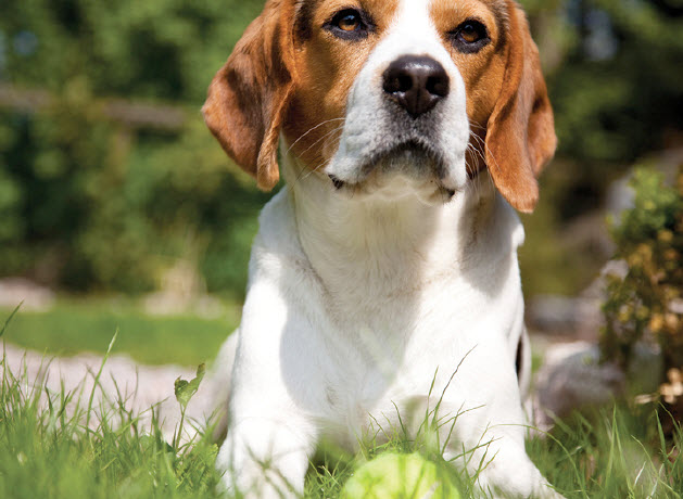 India does a how much beagle cost in Beagle Feeding