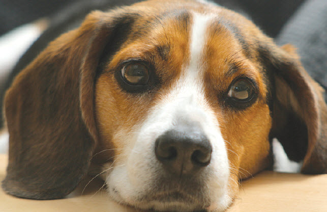 Beagle Dog Breed Info