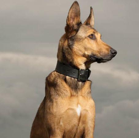 Belgian Malinois Dog Breed Info