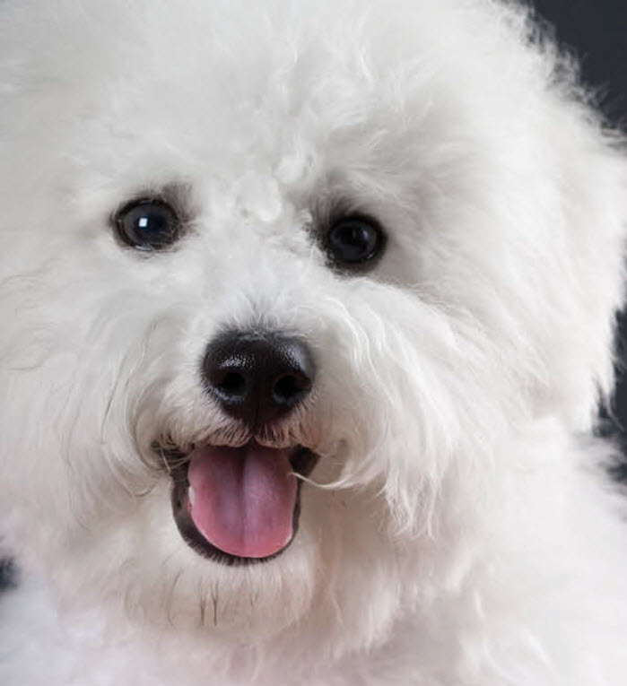 senior bichon frise