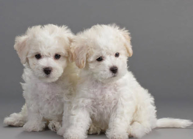 bichon frise dog breeds