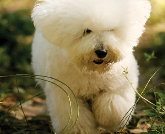 Bichon Frise Brown Ears