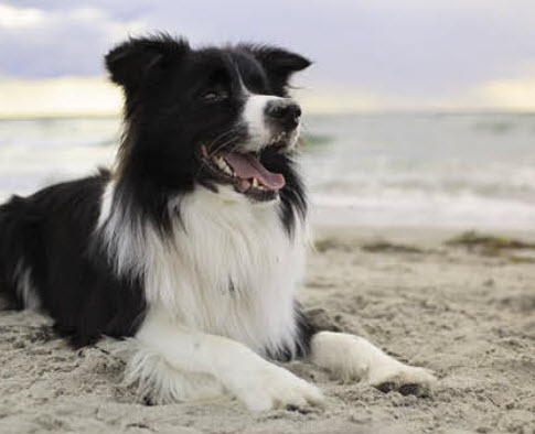 how long do border collies sleep