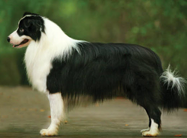 what is the ideal weight for a female border collie