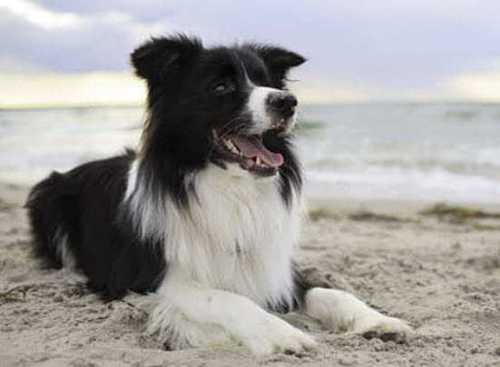 Border collie losing deals hair around eye