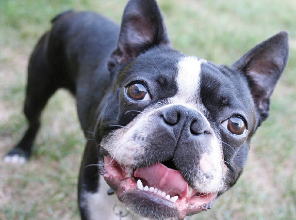 what color are boston terriers eyes