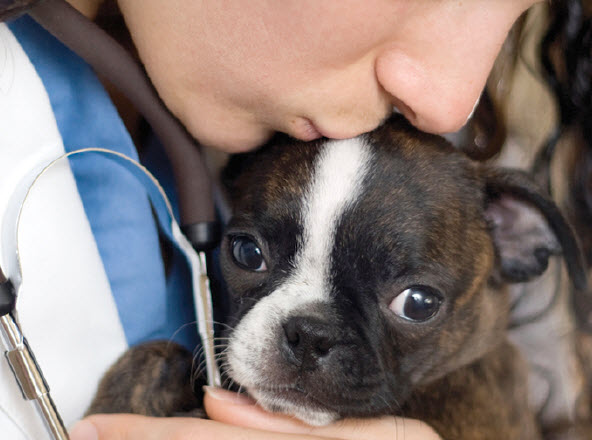 Boston Terrier | Central Texas Veterinary Specialty & Emergency Hospital