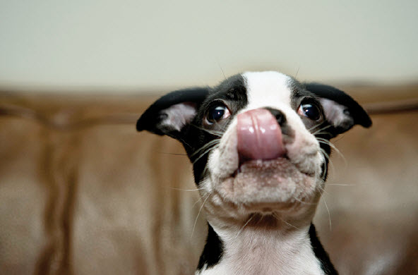 do boston terriers eyes pop out