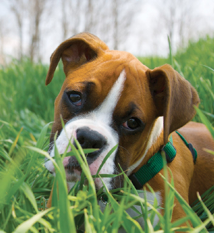 boxer small breed