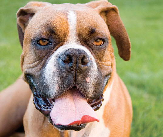 Boxer Dog Breed Info