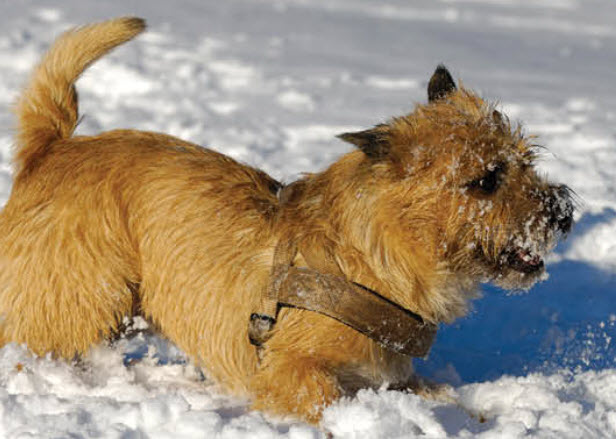 Cairn Terrier Dog Breed Info
