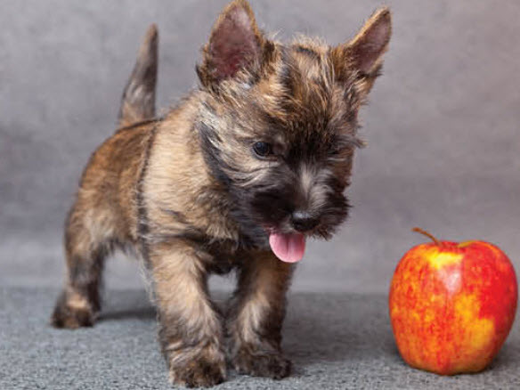 Cairn Terrier Dog Breed Info