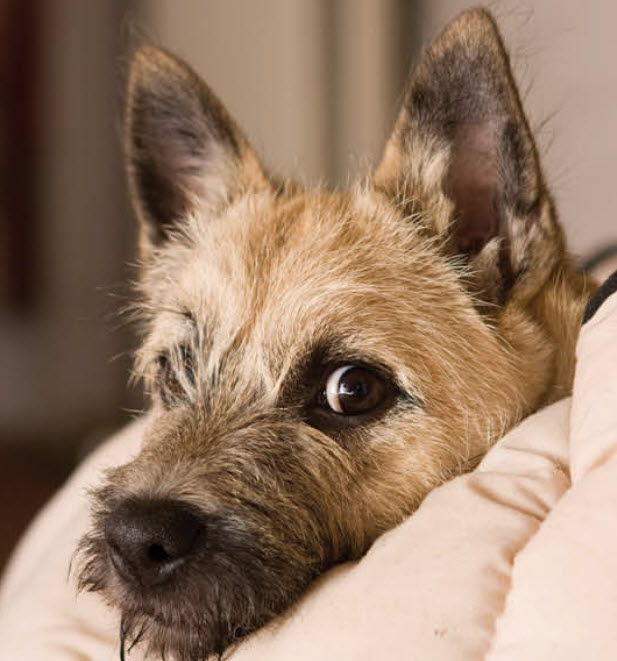 Cairn Terrier Dog Breed Info