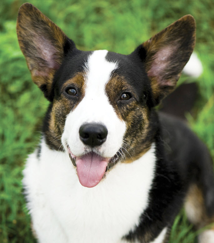 Cardigan Welsh Corgi Dog Breed Info