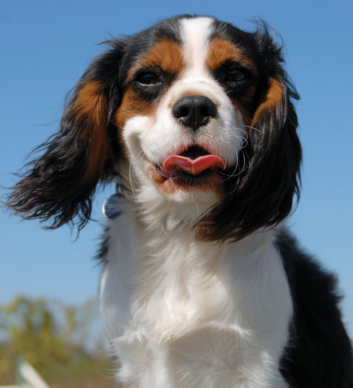 cavalier king charles spaniel rescue california