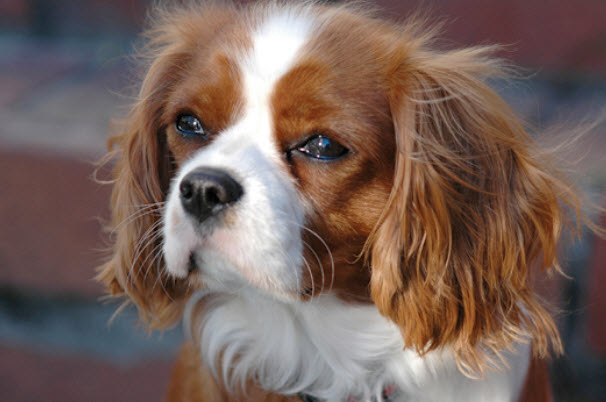 About Cavalier Charles Spaniel Breed From A Trusted Veterinarian