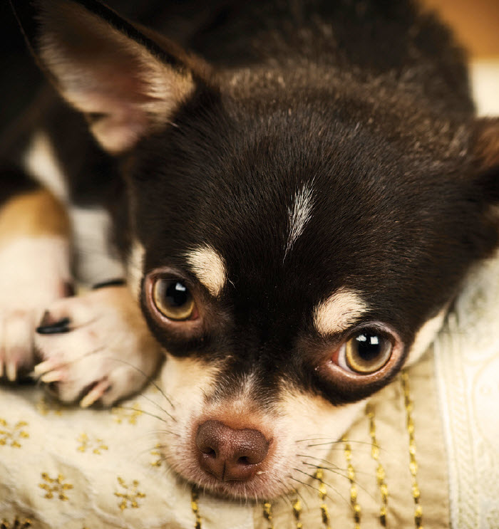 III. How to Identify Eye Problems in Chihuahuas