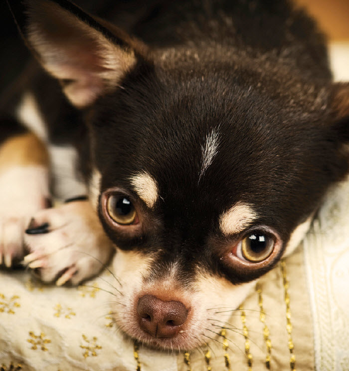 how old is a chihuahua in dog years