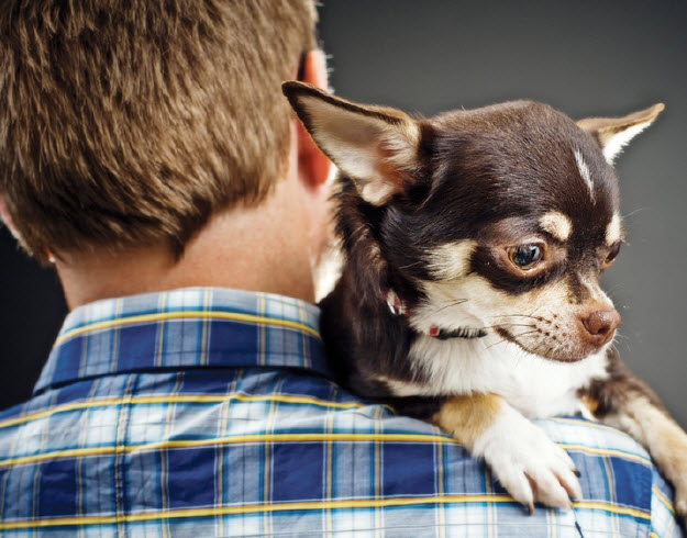 How celebrity craze for ¿handbag¿ dogs left Chihuahua with severe skin  disorder