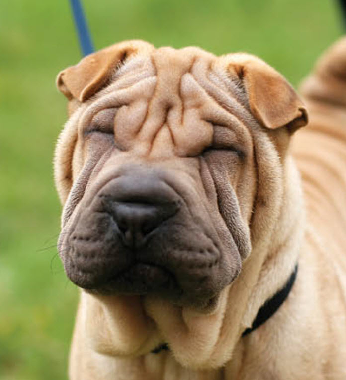 what is the best brush for shar pei puppies