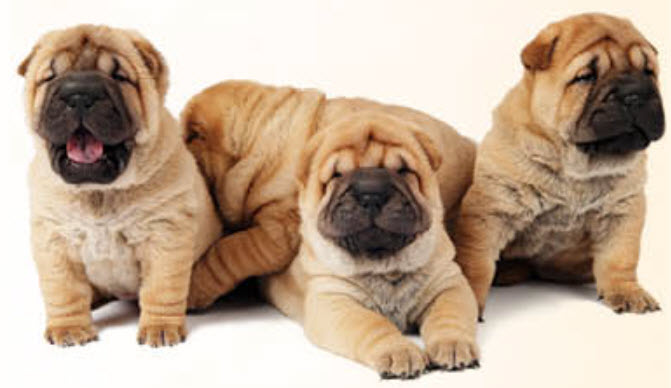 Full blooded best sale shar pei