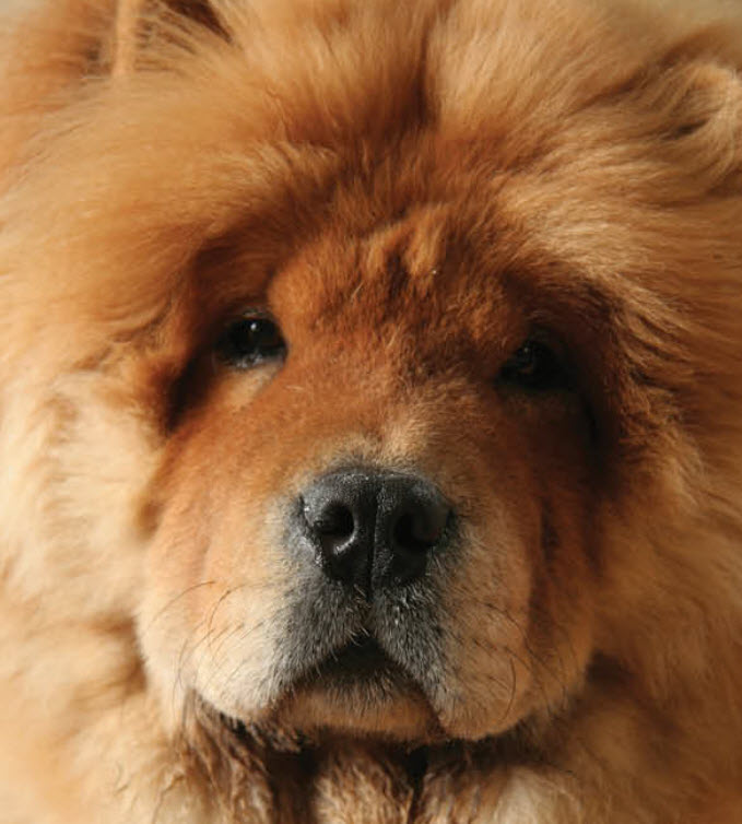 A chow clearance chow