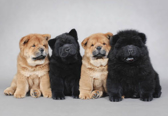 chow chow 1 month old