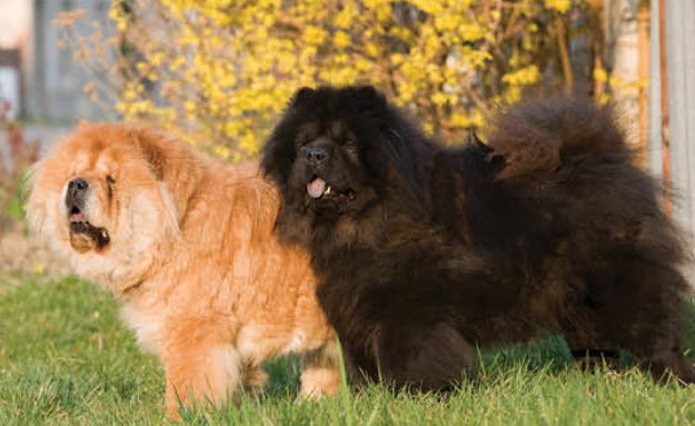 Chow chow outlet therapy dog