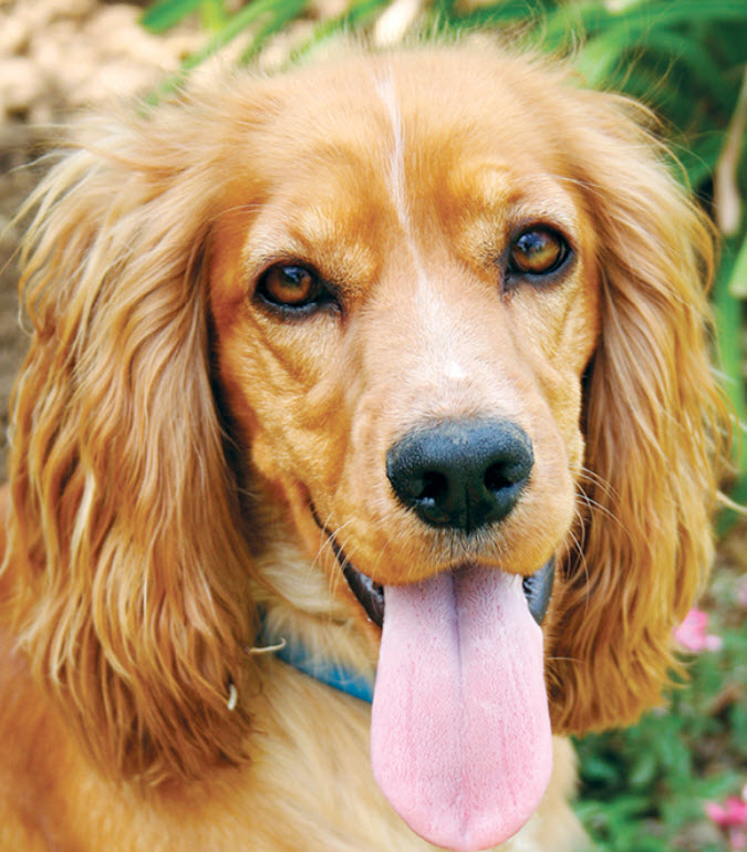 cocker spaniel breed