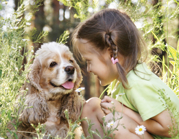 Información sobre la raza de perros Cocker Spaniel