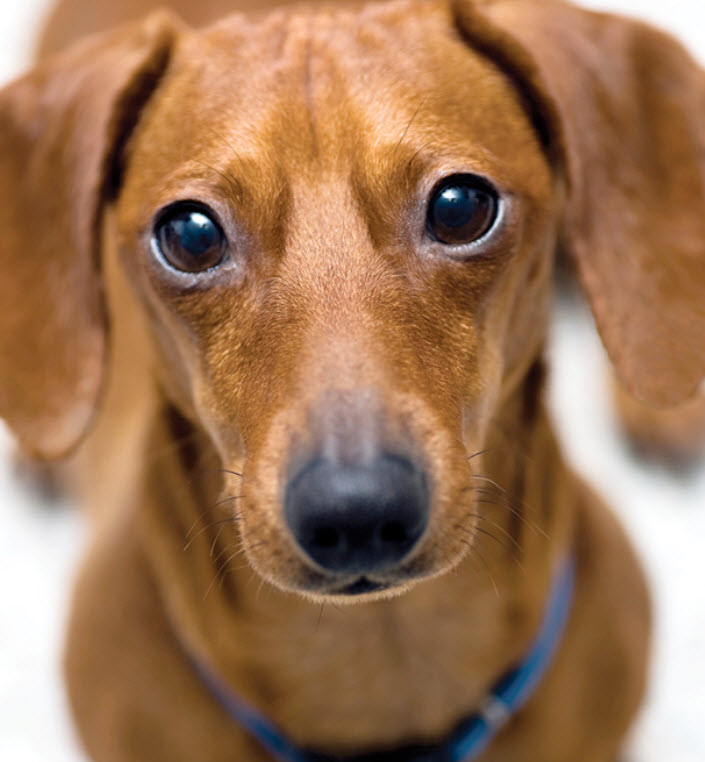 Mini Dachshund: Dog Breed Characteristics & Care