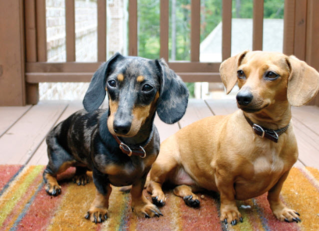 sitting sausage dog