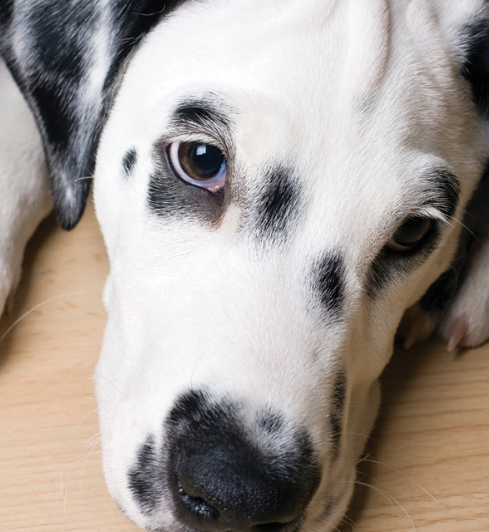 Long haired liver outlet dalmatian