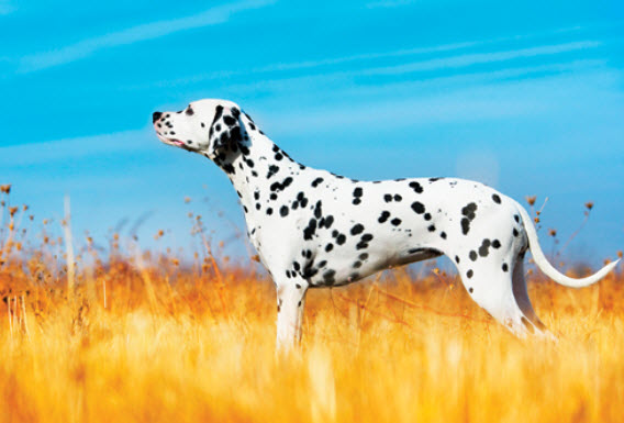 Dalmatian Dog Breed Info