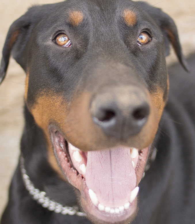 a dog called or looks like a doberman