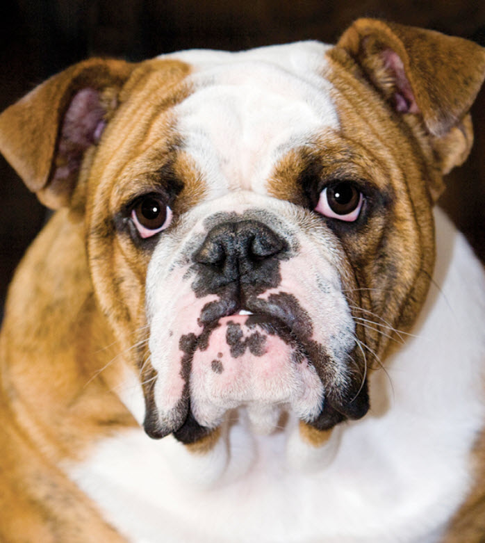 how strong is an english bulldogs bite