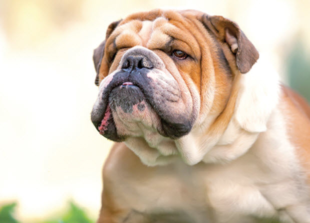 English Bulldog Dog Breed Info