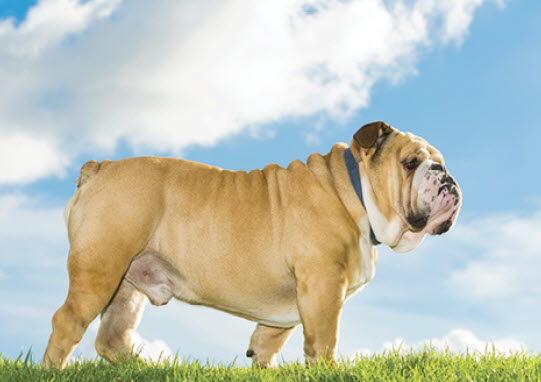 English Bulldog Dog Breed Info