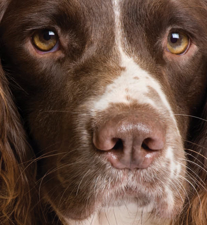 Best brush for english springer outlet spaniel