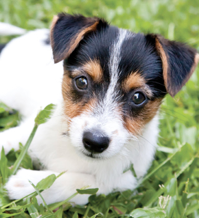 fox terrier puppy