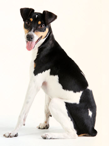 Smooth Fox Terrier Dog Breed Info