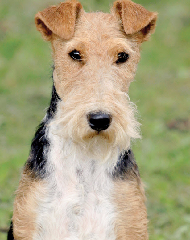 Wire hair terrier store puppy