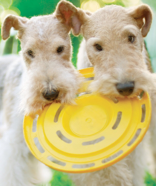 how much do wire fox terriers weigh