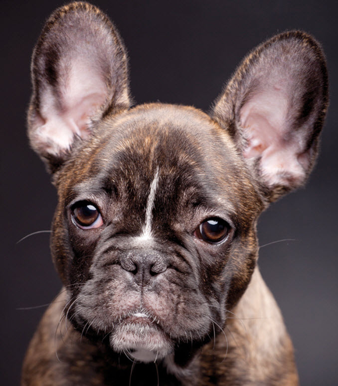 French Bulldog Dog Breed Info