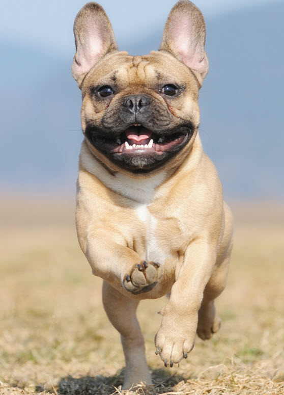 Vision french hot sale bulldogs