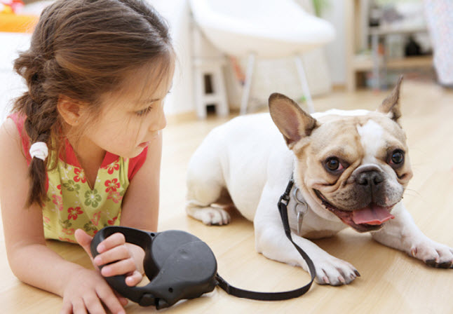 taking care of a french bulldog