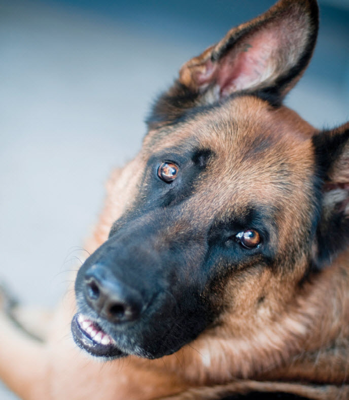 german shepherd teeth chart